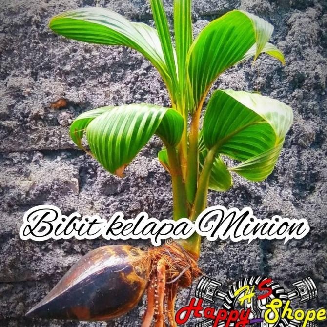 Bibit bonsai kelapa minion sudah bertunas