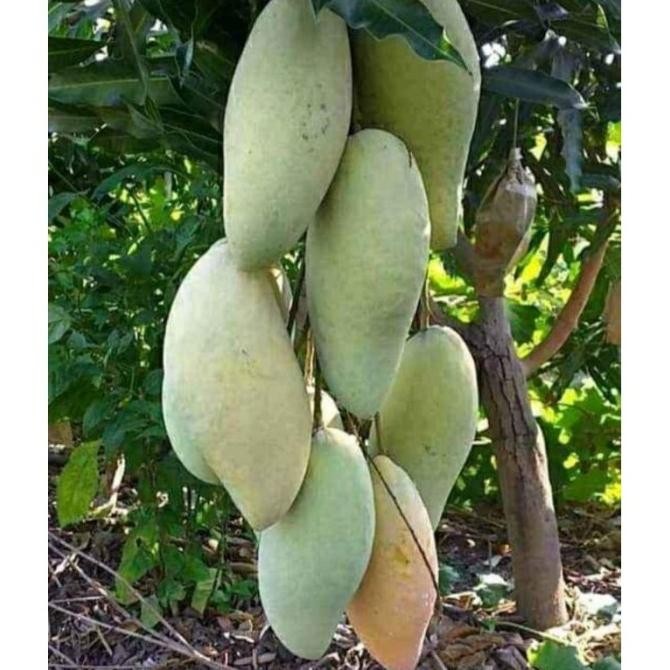 MANGGA GOLEK MADU OKULASI