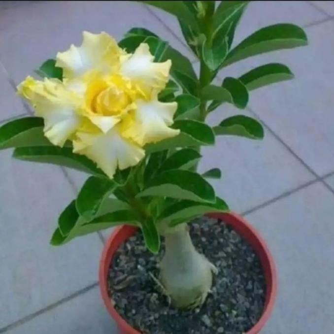 Terlaris tanaman hias adenium-adenium arabicum-bunga kamboja jepang