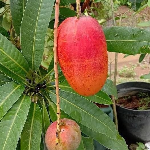 Bibit Mangga Miyazaki Tinggi 1 Meter Up Batang Besar