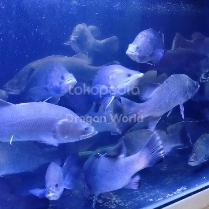 Hiasan Aquarium Ikan Baramundi Kakap Full Air Tawar Ikan Hias Predator