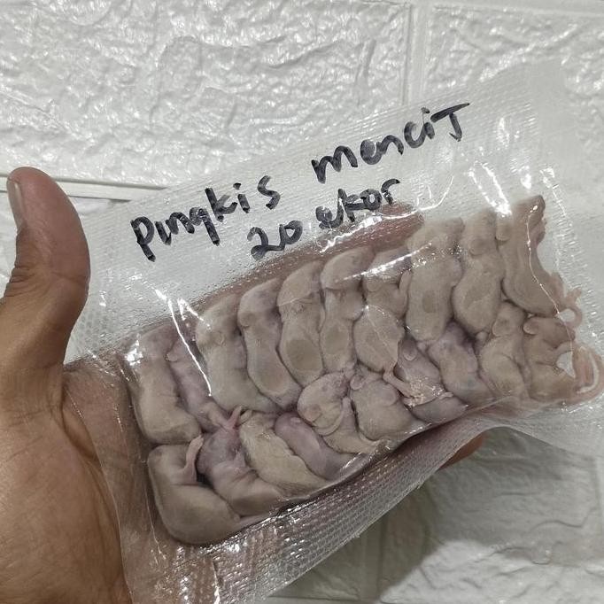 

MENCIT FROZEN / PINGKIS MENCIT FROZEN BUKAN ASF