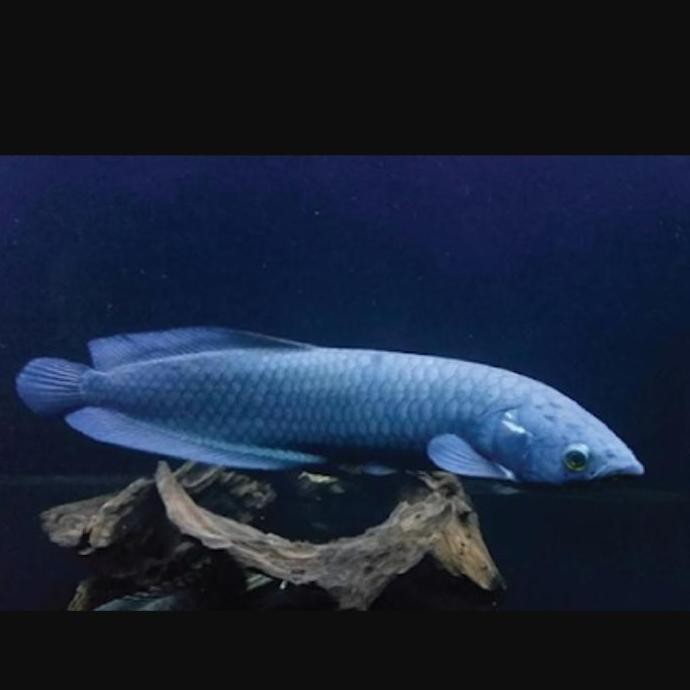 Hiasan Aquarium Aro Nile Aronile Arowana Nile