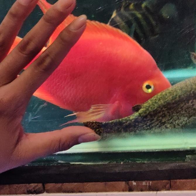 Hiasan Aquarium Kkp (Kingkong Parrot) Import Thailand