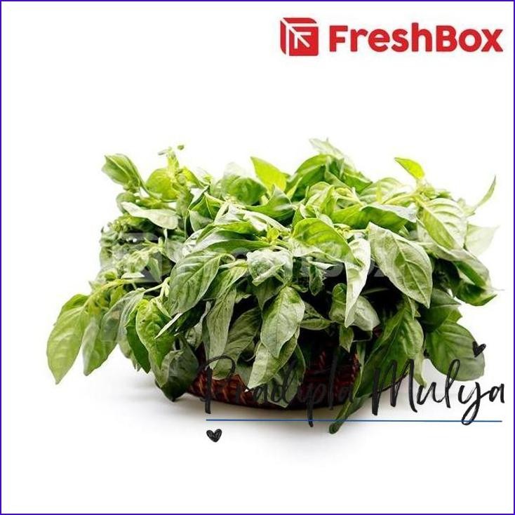 

Masih Ada.! Daun Kemangi 200Gr Freshbox