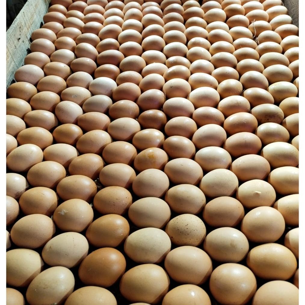 

TELUR AYAM NEGERI FRESH TRAY KERTAS 1 KG