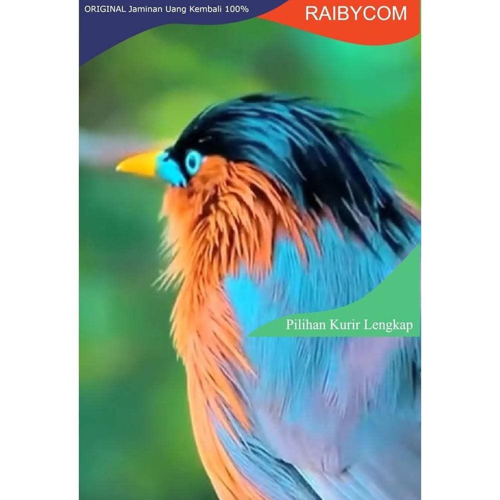 Burung Jalak Brahmana India Import Bahan Jantan Betina Mewah Dibanding Jalak Suren Bali Nias Kebo RB
