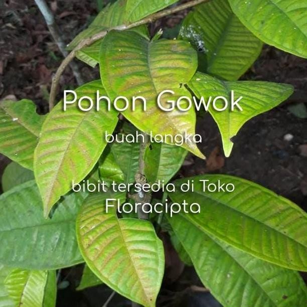 Pohon Gowok Bibit Tanaman Buah Gowok Mulai Langka FRESS