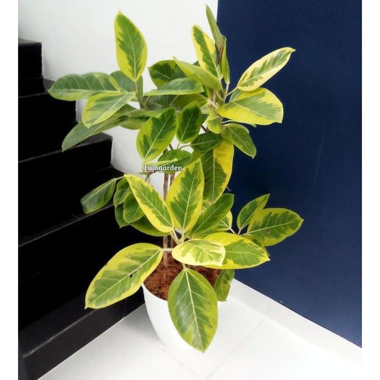 Paket Hemat 3 Karet Kebo Merah/Karet Kebo Hijau/Karet Kebo Kuning