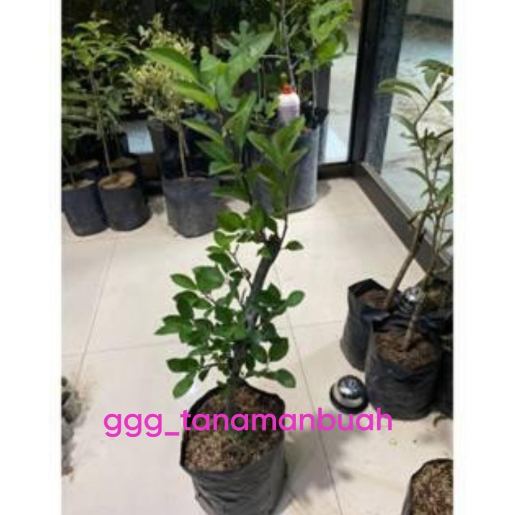 Indukan Bibit Apel Fuji Batang Besar Siap Berbuah Spesial