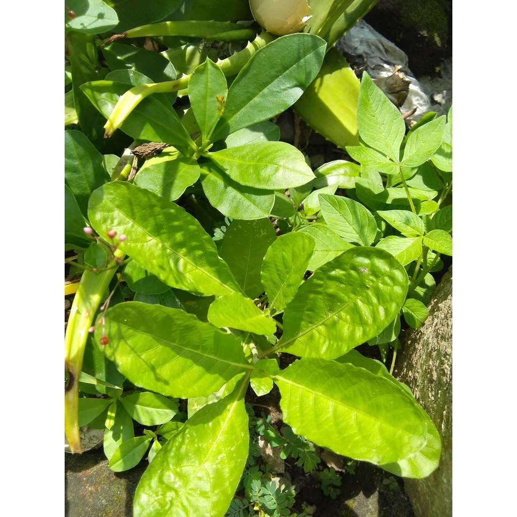 

Bibit tanaman kemangi