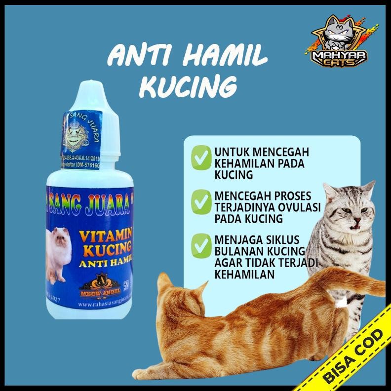 Obat Anti Hamil Kucing Mencegah Kehamilan Kucing dan Proses Ovulasi Pada Kucing Obat KB Kucing Pence