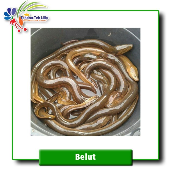 

Ikan Belut Segar