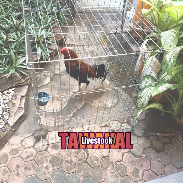 TERBARU KURUNGAN BESI/KANDANG AYAM BANGKOK/TENGGARAN UMBARAN AYAM JAGOBANGKOK BISA GOSEND