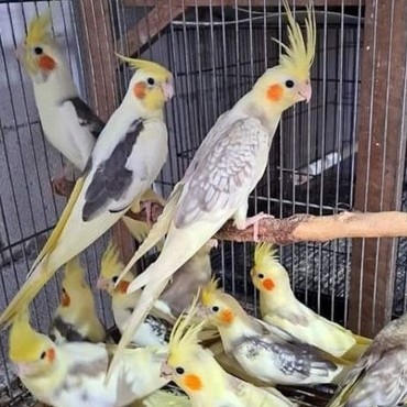 Burung Falk Dewasa - Burung Parkit Australia - Falk Tompel #Gratisongkir #Sale #Discount