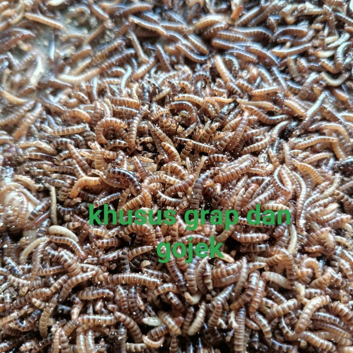 ulat kandang hidup berkualitas