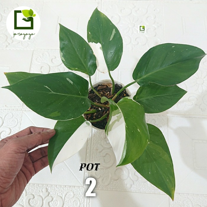 Philodendron White Princess