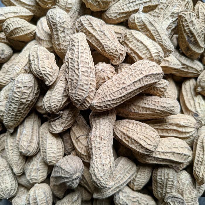 

terbaru !!! kacang sangrai bendo kacang sangrai pasir 3 kg ready