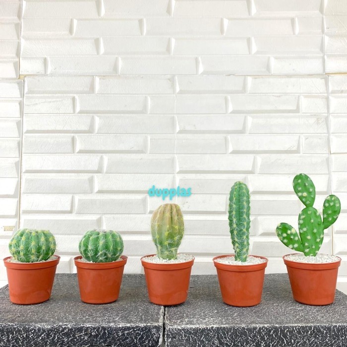 TANAMAN HIAS DAUN KAKTUS LATEX ARTIFICIAL COBOY CENTONG ELONGATA FERO