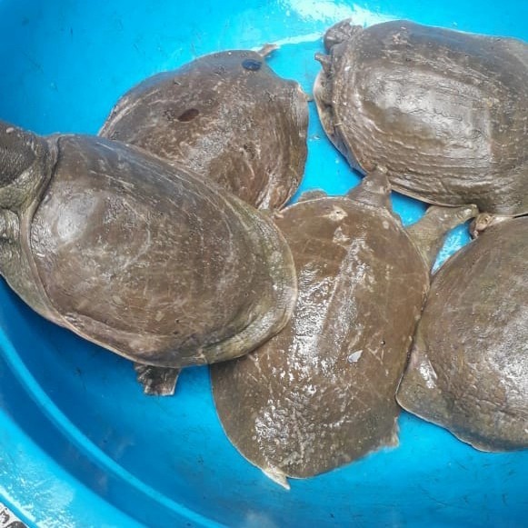 TERBARU bulus/labi labi hidup1kg ,isi 3 ekor