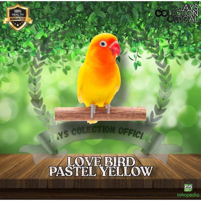 Burung Lovebird Pastel Kuning