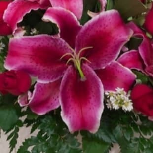 BUNGA LILY ASLI CANTIK FRESH/ BUNGA POTONG ASLI CANTIK