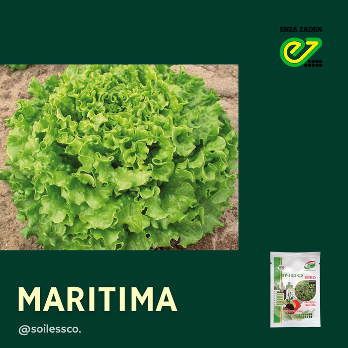ASLI BENIH LETTUCE BATAVIA MARITIMA 1 GRAM KODE 1094
