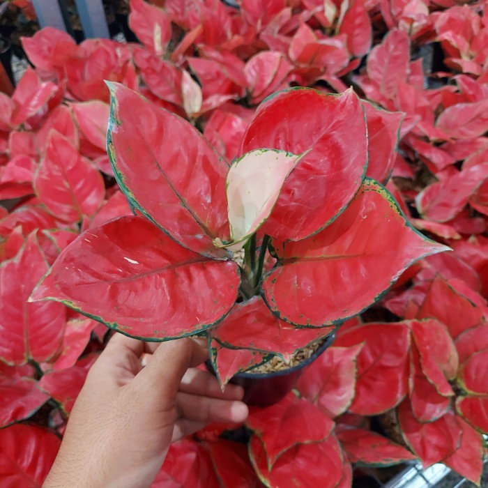ASLI AGLONEMA RED ANJAMANI DEWASA REMAJA DAUN 7 8 9 10 KODE 120