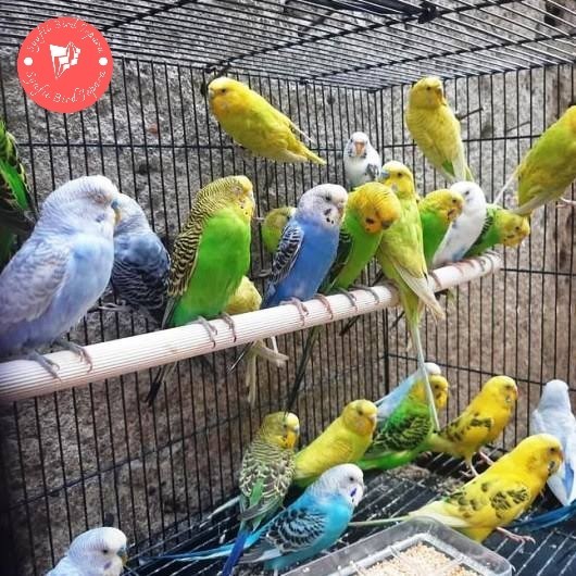 burung parkit lokal sepasang