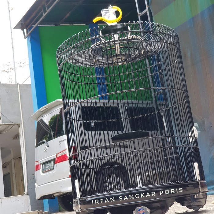 murai ebod no1 terbaru doble ring