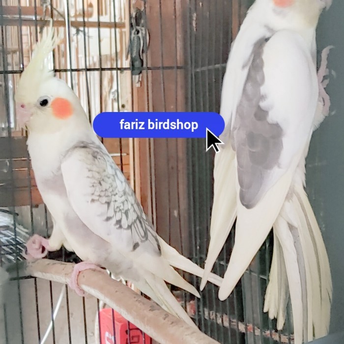 burung parkit australia sepasang/satuan
