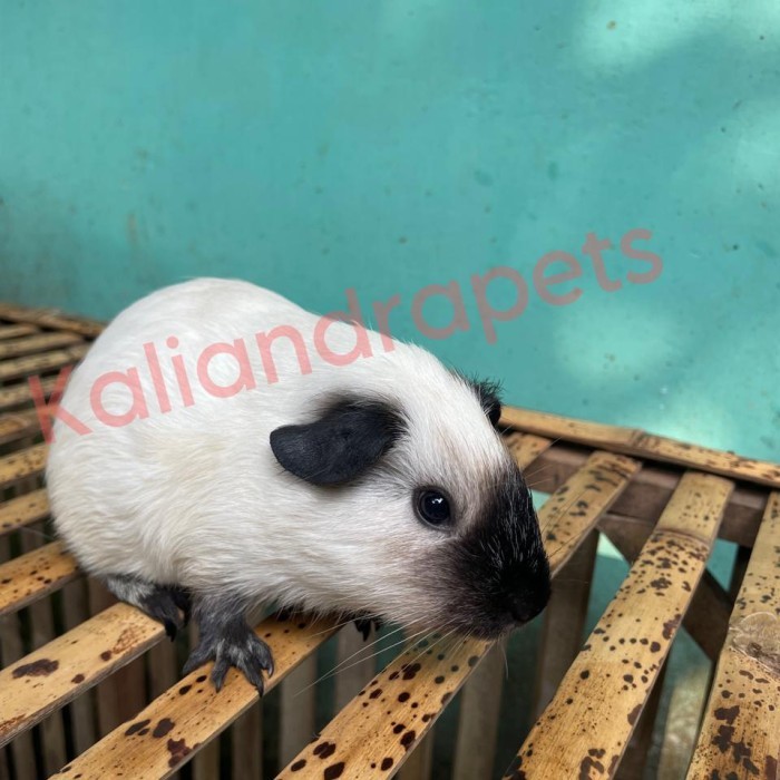 guinea pig california