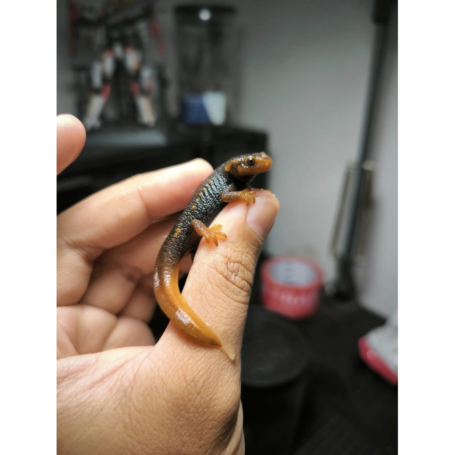 BABY HIMALAYAN SALAMANDER / EMPEROR NEWT