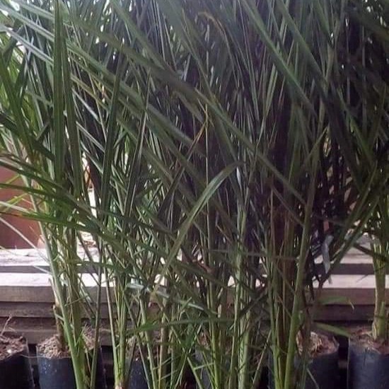 

POHON KURMA AJWA USIA 1,5 TAHUN