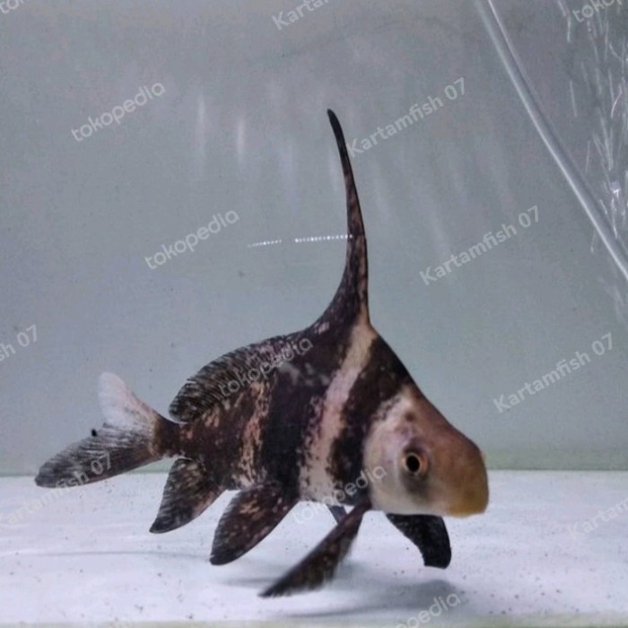 Chinese High Fin Chf