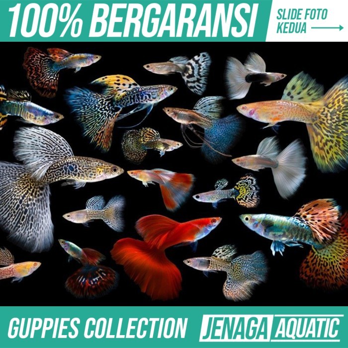 TERMURAH Koleksi Ikan Guppy Hias Aquascape Air Tawar Aquarium