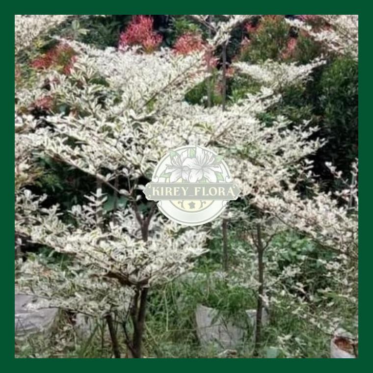 Tanaman Hias Ketapang Kencana Varigata Pohon Ketapang Varigata 1Meter