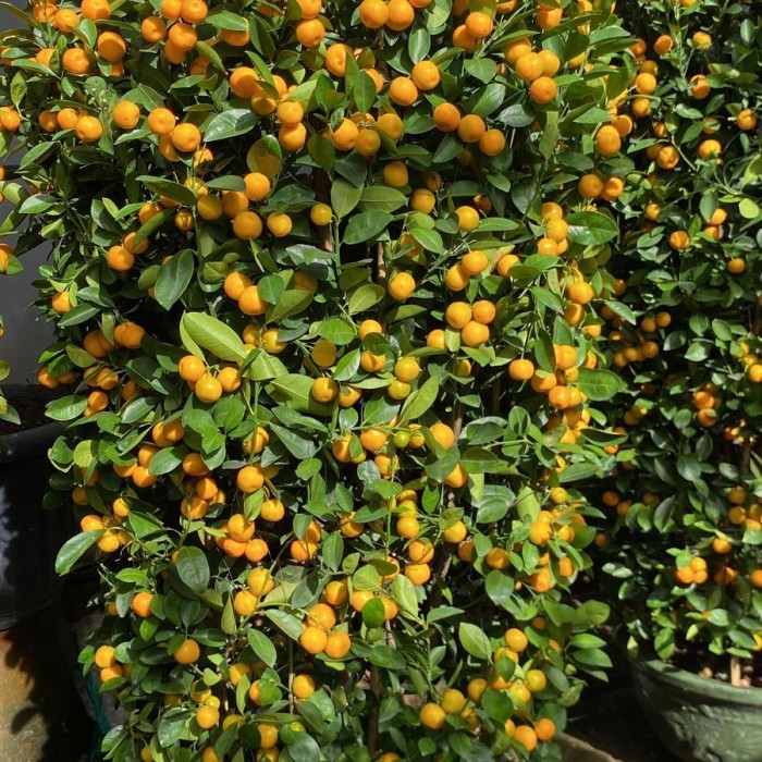 

ORANGE LUCKY TREE SUPER JUMBO 1,85 For Mr. Steven