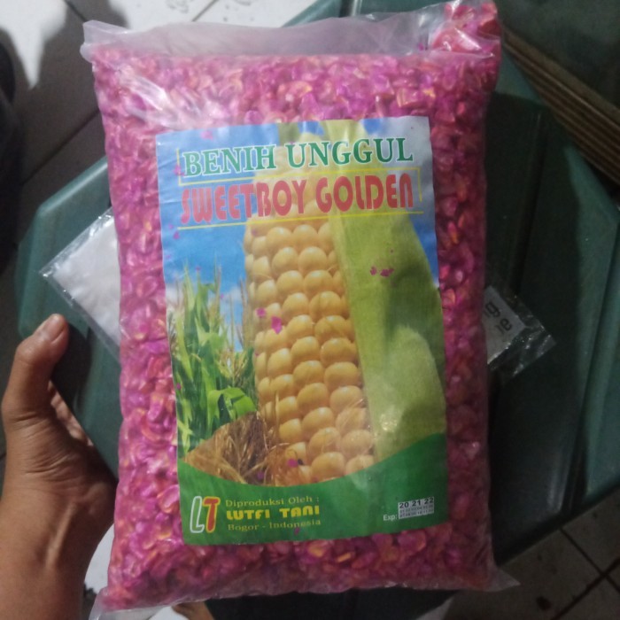 PROMO ~`~ Bibit Jagung Manis 1kg ~~~