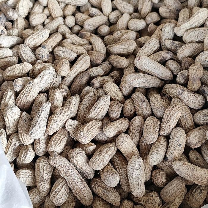 

BARANG TERLARIS KACANG SANGRAI BENDO KACANG SANGRAI PASIR 3 kg