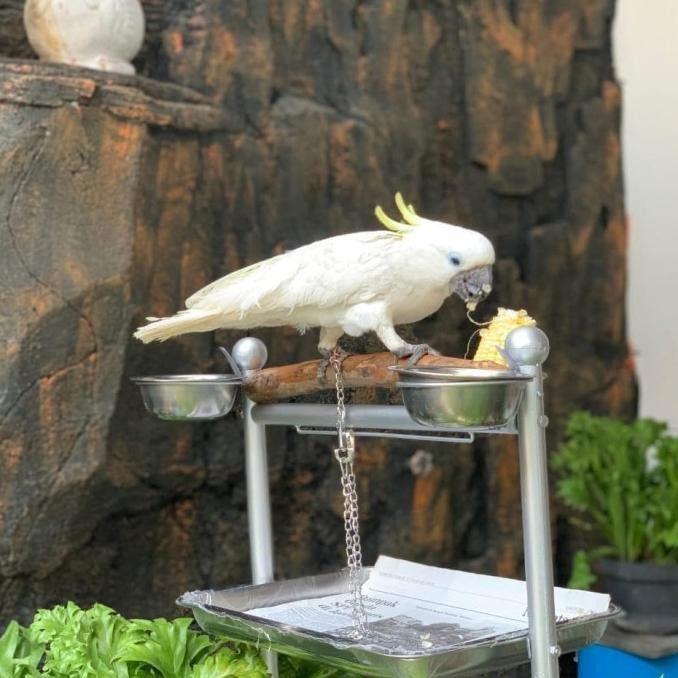 TERMURAH - Tangkringan / Pangkringan burung kakatua,bayan,nuri