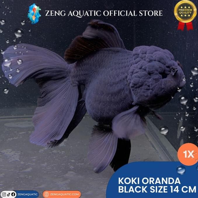 Ikan Hias Mas Koki Oranda JUMBO Super Quality BLACK