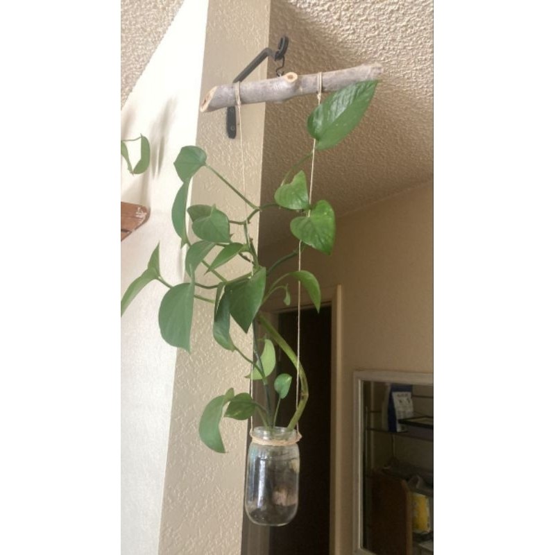 Kejar Promo Vas/Pot Gantung Botol Kaca 1 Paket (Isi 5 Botol) //Dekorasi Ruangan//Pajangan