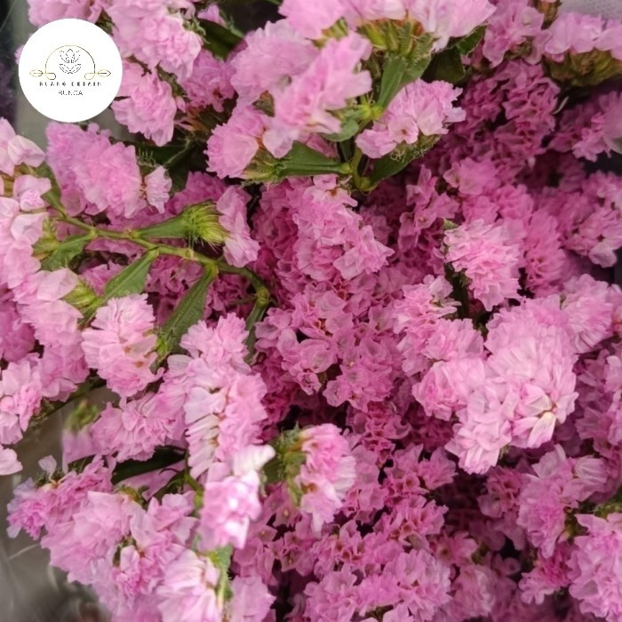 HOT SALE bunga statice ruang desain bunga