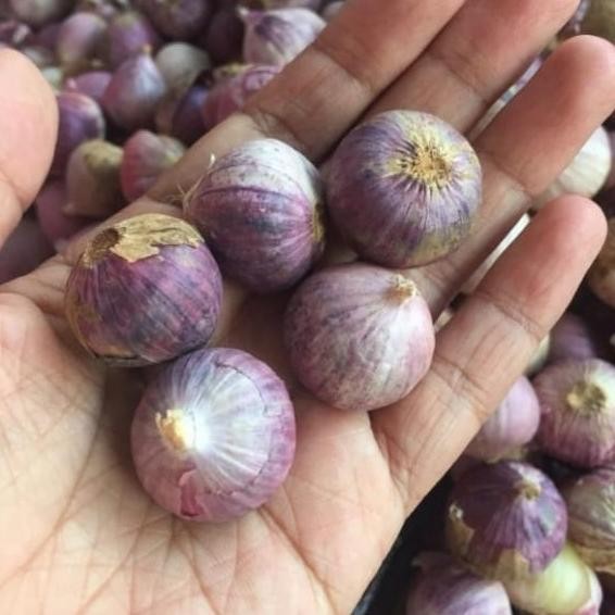 

BAWANG PUTIH TUNGGAL UNGU (CINA)/BAWANG LANANG 1 KG ORIGINAL