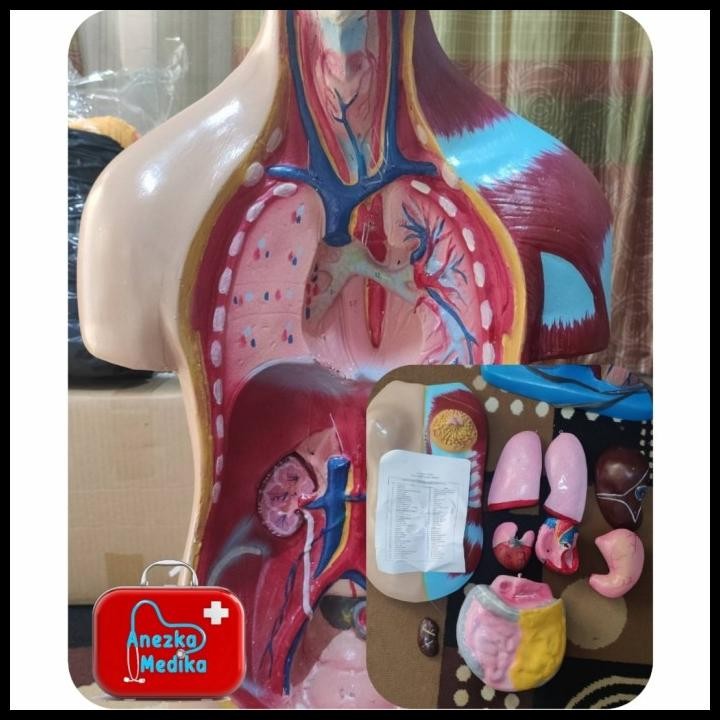

Terlaris Phantom/Manekin/Manikin/Organ Tubuh Manusia Torso Wanita/Torso Pria Good Quality
