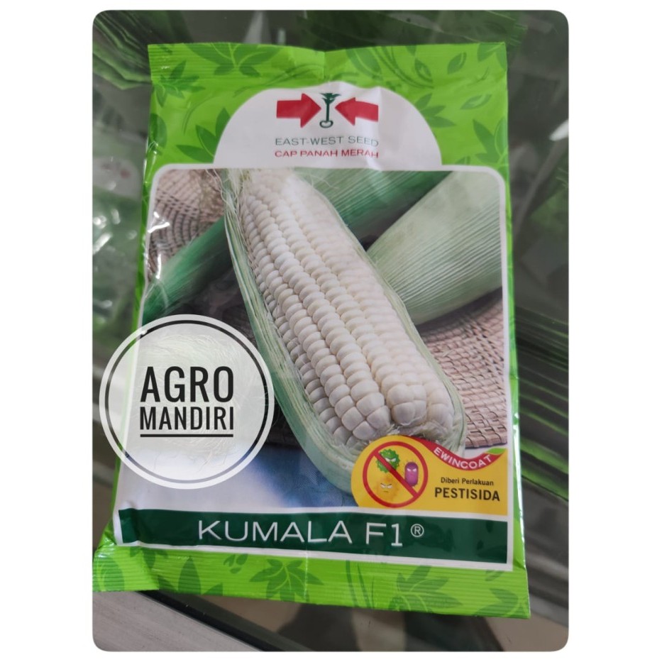 Benih Bibit Jagung Manis Pulut Ketan Kumala F1 isi 1750 Butir