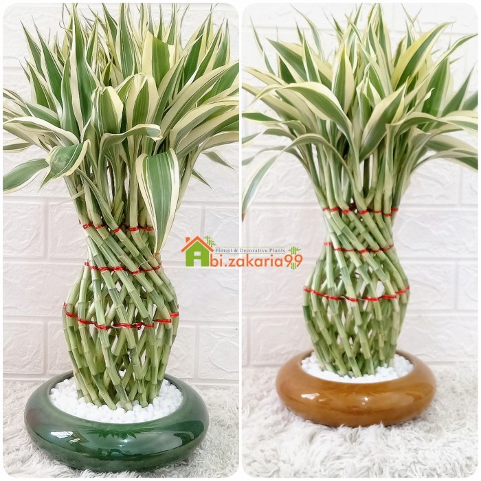 Paket pajangan/hiasan/ Bambu Hoki/Lucky Bamboo Guci varigata-Batu hias