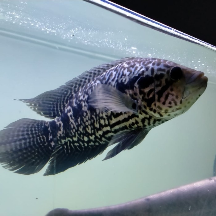 Hiasan Aquarium Ikan Jaguar Cichlid Big Size Tankmate Mantul