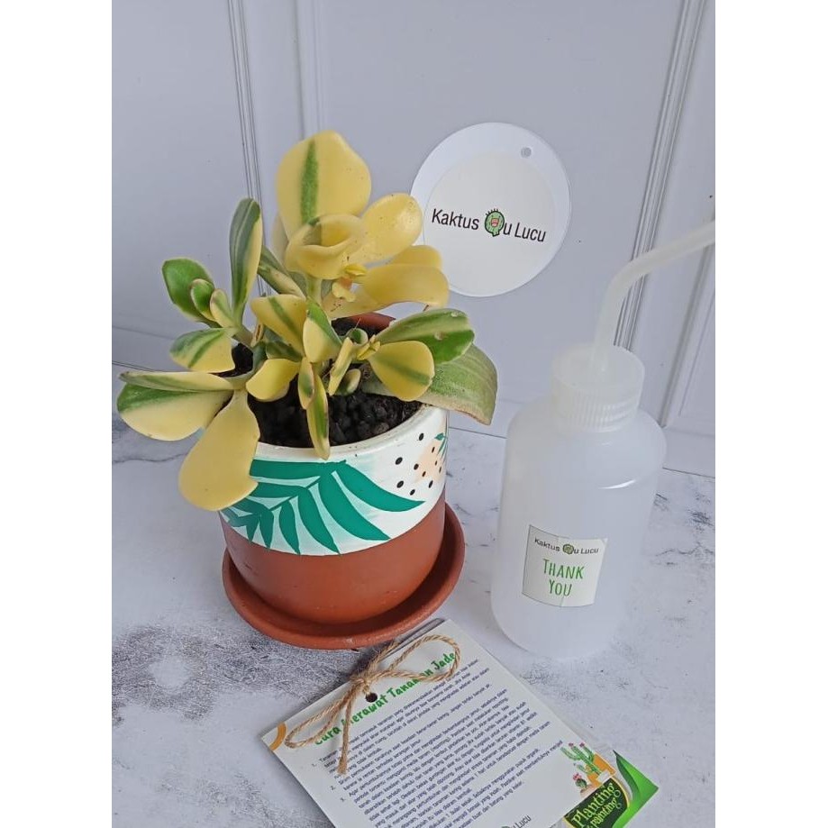 

Terbaru, Hampers Tanaman Jade Plant Untuk Lebaran/Hadiah Ulang Tahun/Kado Unik